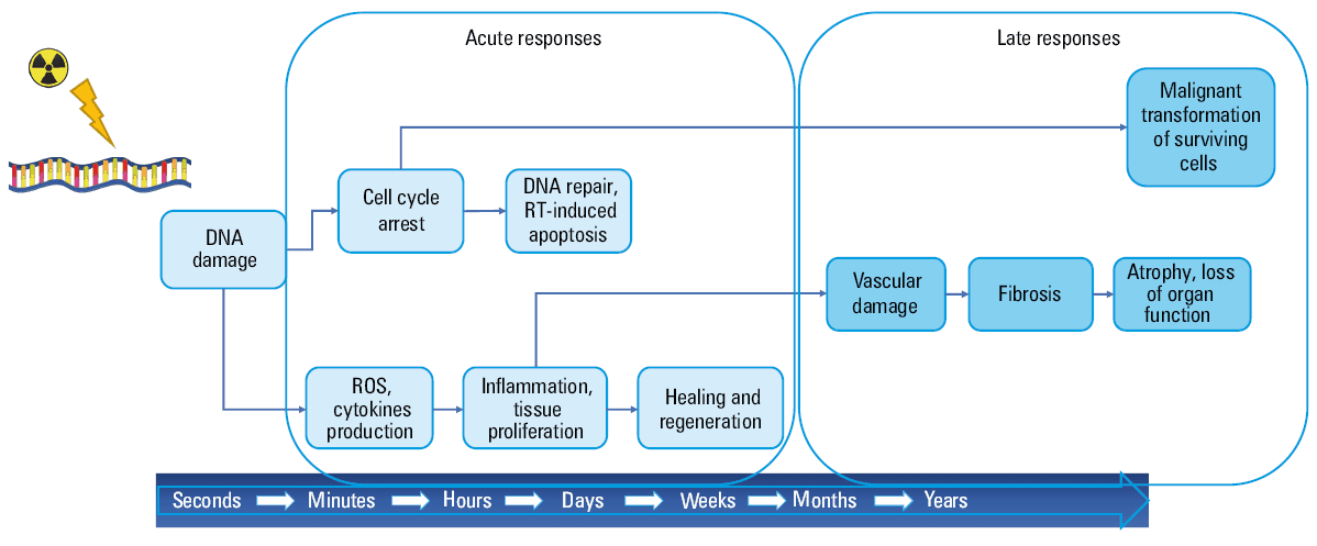 Overview of the symptomatic treatment of radiation-related toxicity arising in different regions of the body. Created using free medical images from https://smart.servier.com/.Abbreviations: NSAIDs, nonsteroidal anti-inflammatory drugs