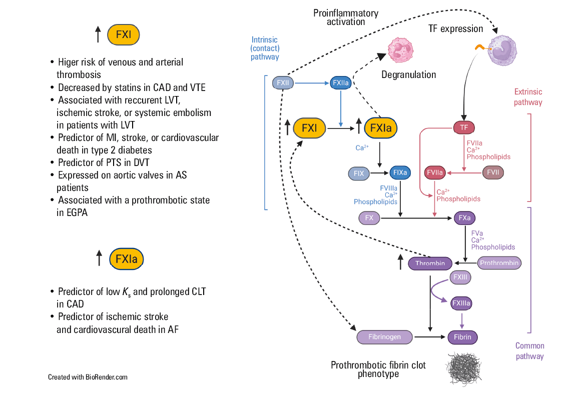 Schematic overview of neutrophil activation pathways and their interaction with platelets contributing to coagulation activation and thrombus formationAbbreviations: CXCR1/2, CXC chemokine receptors 1 and 2; NAP-2, neutrophil activating peptide-2; NETosis, neutrophil activation and neutrophil extracellular traps activation and release; PSGL-1, P-selectin glycoprotein ligand-1; TFPI, tissue factor pathway inhibitor; others, see Figure 1