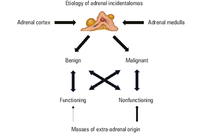
      Summary of recommendations on the diagnostic pathway in patients with adrenal incidentaloma (modified, based on,,)
      a In patients with concomitant hypertension or hypokalemia
      b In patients with an adrenal lesion with a density >10 HU
      c 60%/40% stands for absolute and relative contrast washout after 15 minutes,
      d One of 3 modalities: CS-MRI, contrast-enhanced CT and / or FDG-PET
      Abbreviations: ACC, adrenocortical carcinoma; CS-MRI, chemical shift–magnetic resonance imaging; CT, computed tomography; FDG-PET, 18F-fluorodeoxyglucose positron emission tomography; HU, Hounsfield unit; mts, metastases; pheo, pheochromocytoma
    