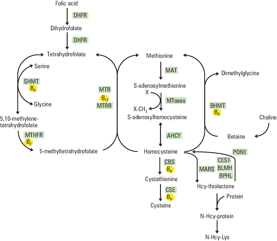Protein N-homocysteinylation leading to Nε-homocysteinyllysine formationAbbreviations: see Figure 3