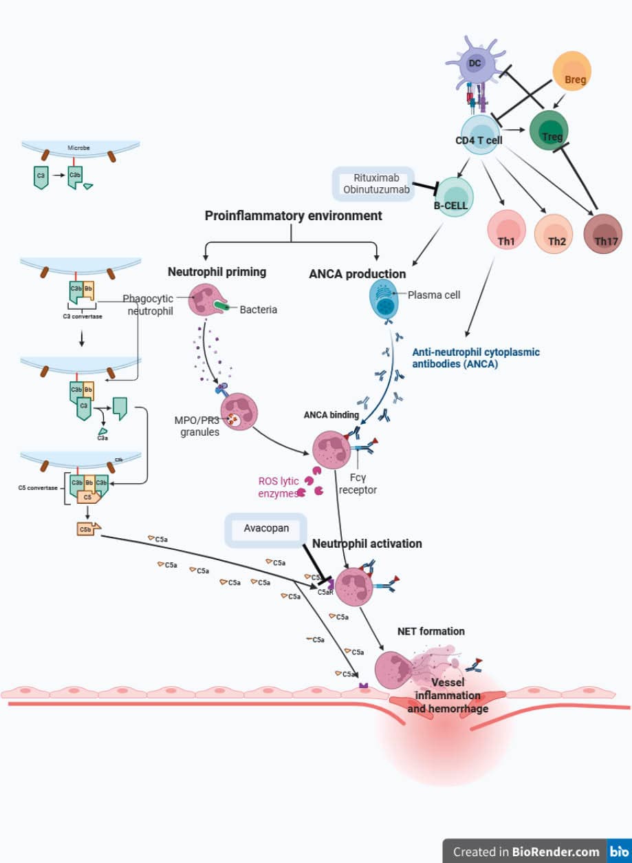 Induction therapy for the treatment of GPA and MPA: a decision-making schedule adapted from the EULAR/KDIGO guidelines,Abbreviations: AVA, avacopan; CYC, cyclophosphamide; eGFR, estimated glomerular filtration rate; ENT, ear, nose, throat; GC, glucocorticoid; GPA, granulomatosis with polyangiitis; KDIGO, Kidney Disease: Improving Global Outcomes; MPA, microscopic polyangiitis; RTX, rituximab; SCr, serum creatinine; others, see Tables 1 and 2