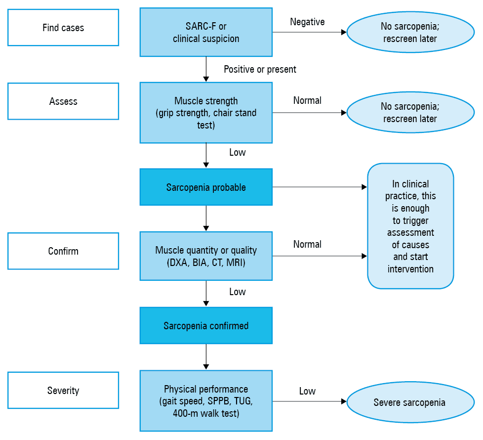 Pathomechanism of sarcopenic obesity: the interplay between muscle mass decline, obesity, inflammation, and insulin resistance (↑, increase; ↓, decrease)Abbreviations: TNF-α, tumor necrosis factor α; IL-6, interleukin 6
