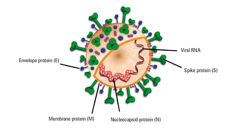 Figure 2 The mechanism of severe acute respiratory syndrome coronavirus 2 (SARS-CoV-2) cellular entry. The virus invades cells expressing angiotensin-converting enzyme 2 (ACE2). This enzyme is believed to play a role in the cellular attachment and recognition of the viral particles, whereas transmembrane serine protease 2 (TMPRSS2) regulates the cleavage of the S protein and membrane fusion of SARS-CoV-2 with the host cell.4,6,11,12.
