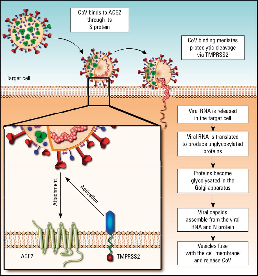 The relative expression of angiotensin-converting enzyme 2 (ACE2) in the intestines and the liver compared with the lower respiratory tract.19-21 The structure of ACE2 was reproduced from the public Protein Data Bank (PDB).62