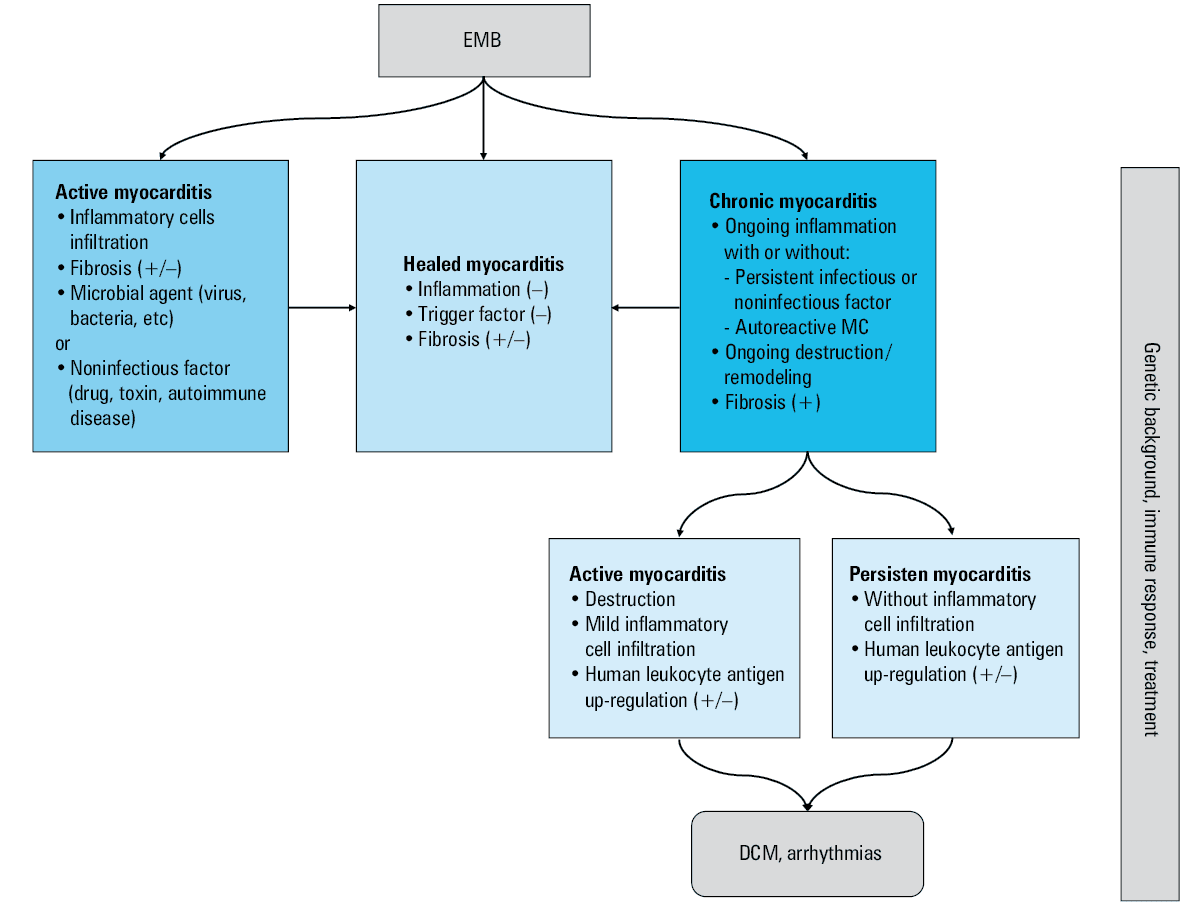 Diagnosis of clinically suspected myocarditis (based on Caforio et al)a Fever within the last 30 days with signs of respiratory or gastrointestinal infection; peripartum period; previous clinically suspected or definite myocarditis; personal and / or family history of allergic asthma, other types of allergy; extracardiac autoimmune disease; toxic agents; family history of dilated cardiomyopathy or myocarditisAbbreviations: AHA, American Heart Association; angio, angiography; CMR, cardiac magnetic resonance; ECG, electrocardiography; echo, echocardiography; ESC, European Society of Cardiology; LGE, late gadolinium enhancement; LLC, the Lake Louis Criteria