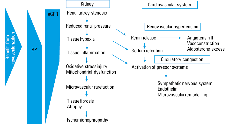 Survival according to the presence or absence of significant renal artery stenosis (RAS). Redrawn from Conlon et al