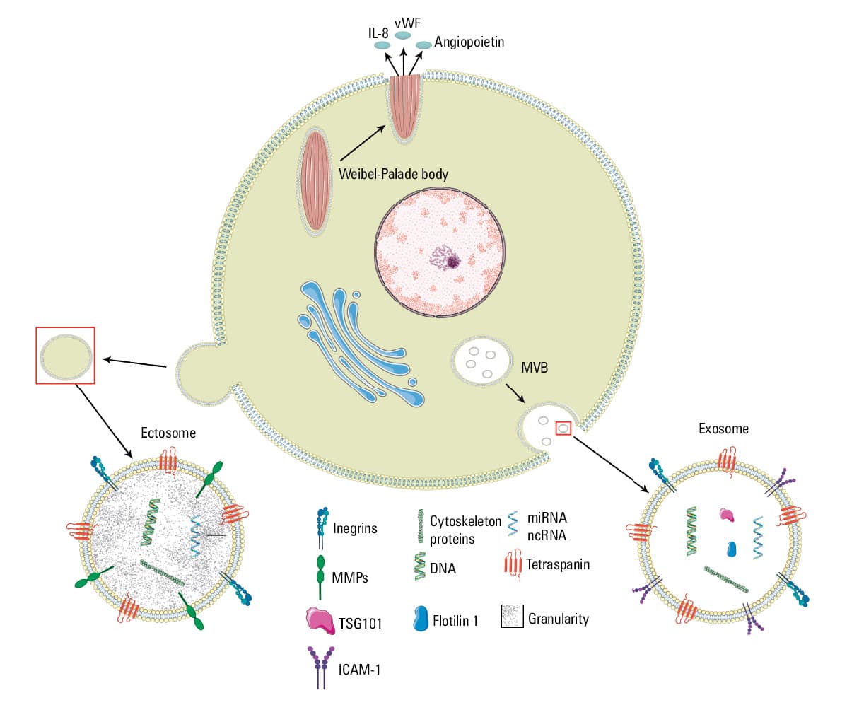 Exemplary microscopic representations of endothelial extracellular vesicles (EVs) showing their diversity and localization
Transmission electron microscopy reveals typical granular content of ectosomes released from human umbilical endothelial cells (HUVECs) of a diameter above 100 nm (A); exosomes are much smaller, and their cargo is more homogenous (B). Both structures are surrounded with a bilayer membrane. Below, endothelial cells produce an abundance of intracellular vesicles, most of which are Weibel-Palade bodies (green fluorescence) (C). EVs produced by the endothelium can also be internalized by cells located even at a distant site, here HUVECs captured external EVs which are red-labelled by a lipophilic dye and distributed within a target cell (D).