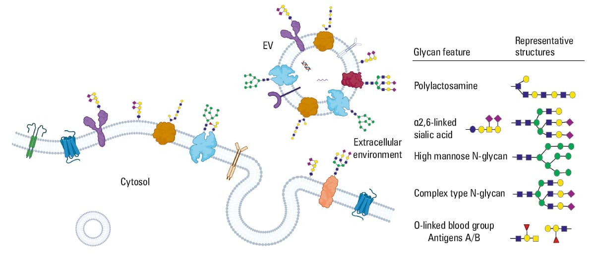 Schematic representation of electric charge distribution across the extracellular vesicle membrane and corona