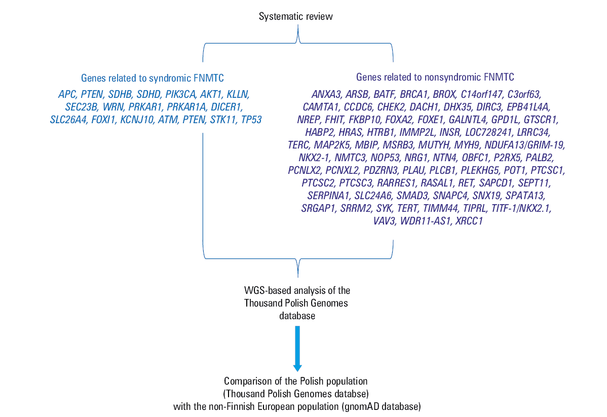 Allele frequencies of ClinVar variants in 23 differentiated thyroid cancer–associated genes. The difference in frequency between the Polish and the gnomAD cohorts is significant for all displayed variants (q value <0.05). Most of those genetic variants are more frequent in the Polish population, except for DICER1 and KCNJ10.Abbreviations: see Table 1