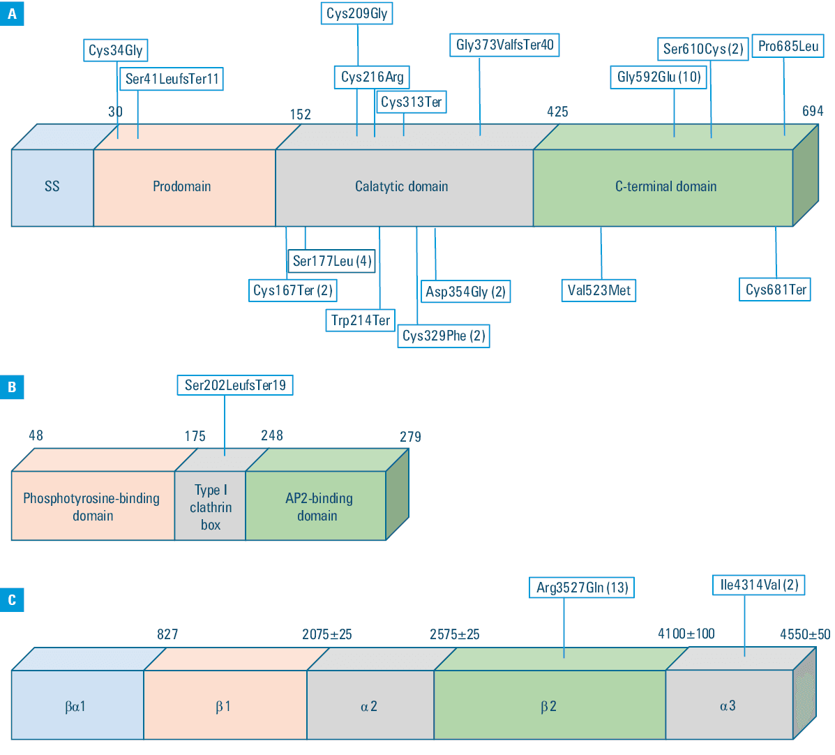 Distribution of patients depending on the index Dutch Lipid Clinic Network (DLCN) score. The outcome of the familial hypercholesterolemia (FH) mutation search in the group of 57 individuals and their initial score on the DLCN scale. The left axis shows patients whose probability of FH, according to the DLCN scale before genetic testing, was estimated as possible (green), probable (yellow), and definite (red). The right axis displays patients in whom FH-pathogenic mutation was not confirmed (bottom of the axis) and those in whom mutation was confirmed (top of the axis) by genetic testing. About half of the patients with a probable likelihood received a positive genetic test result. Meanwhile, there is a group of patients with a definite likelihood in whom FH was not genetically confirmed, and a slightly smaller group with a possible likelihood who received a positive genetic test result.